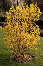 Forsythia 8 10 Ft High Forsythia Bush Garden Shrubs Bushes And Shrubs