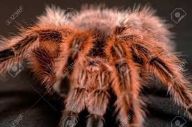 The recent epidemic of monkeypox in the u.s., which. Close Up Of A Chilean Rose Hair Tarantula With A Focus On It S Eight Eyes Stock Photo Picture And Royalty Free Image Image 4015516