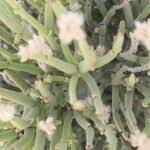 Image result for Arthraerua leubnitziae