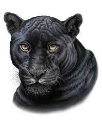 Black Panther Print Etsy Black Panther Drawing Black Panther Cat Black Panther Tattoo