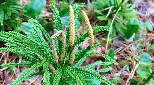 Princess Pine Lycopodium Obscurum Seashore To Forest Floor Understory Plants May Flowers Plant Life