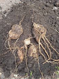 Image result for Coccinia adoensis