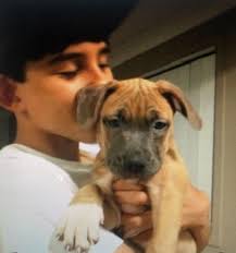 My healthy 8-year-old Boston Terrier was just diagnosed with Cushings  Disease. I gave her a dose of Bravecto about a week-and-a-half ago. I am  seriously wondering if the Bravecto triggered the Cushings