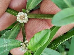 Image result for Alternanthera sessilis