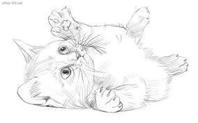 Jenis kucing yang paling populer di dunia. 39 Cat Ideas Kucing Haiwan Peliharaan Seni Kucing