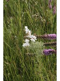 Image result for Oenothera lindheimeri