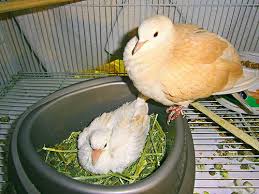 Bird With White Ring Around Neck A Very Proud Mama Ring Neck Turtle Dove And Her Baby She Is Still Puffing Up