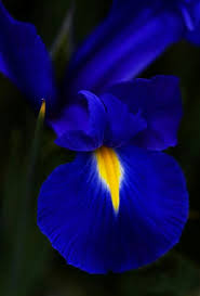 Maybe you would like to learn more about one of these? Harry Styles As Flowers ãƒ„ Haroldasflowers Twitter