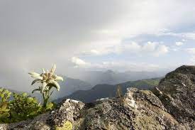 Edelweiss Flowers Edelweiss Flower Flower Meanings Edelweiss
