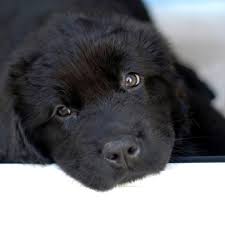 60 Names For Black Dogs Male Female Badass And Funny From Astro To Velvet Pethelpful