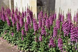 Camelot Rose Foxglove Digitalis Purpurea Camelot Rose In Boston Hopkinton Chelmsford Hingham Middleborough Massachusetts Ma At Weston Nurseries