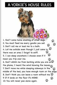 Yorkshire terriers near portland, oregon. Do Yorkshire Terriers Make Great Pets 12 Reasons To Own A Yorkie Pethelpful