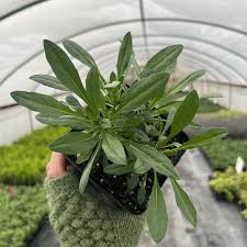 Image result for Eriospermum seineri