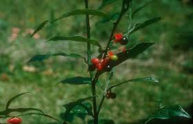 Image result for Heisteria zimmereri