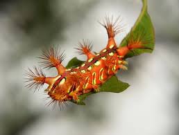 Black And White Striped Caterpillar With Orange Head Limacodidae Cup Moth Caterpillar The Clown Gusenica Zhivnost Okean