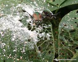 Using Eggshells As Organic Pest Control Organic Gardening Pest Control Garden Pest Control Garden Pests
