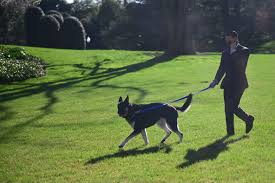 Both have provided services and companionship to humans for many centuries. How Much Dog Training Can Cost