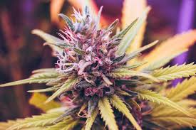 However, note that the most potent indica strains have high levels of thc or what we call tetrahydrocannabinol. Sativa Or Indica Here S The Benefits Of Each Strain Sol Cannabis