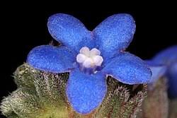 Image result for Anchusa capensis
