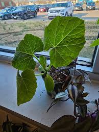 Image result for Eureiandra sp. A