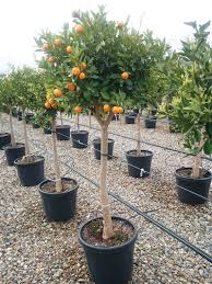 Image result for Citrus reticulata