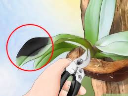 To grow an orchid, you have to think like an orchid. How To Grow Orchids Outside 11 Steps With Pictures Wikihow