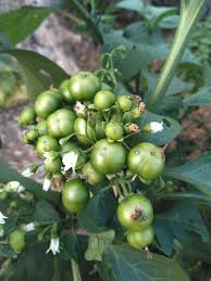 Image result for Solanum scabrum