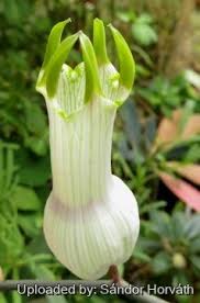 Image result for Ceropegia circinata
