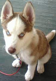 My Siberian Husky Guide Pethelpful