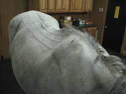 Back Pain In The Performance Horse Expert How To For English Riders
