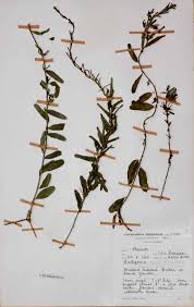 Image result for Antizoma angustifolia
