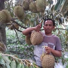 Ini menjadi pasar yang menjanjikan bagi para petaninya. Sensasi Makan Duren Legit Petik Sendiri Di Kampung Durian Garut Regional Liputan6 Com