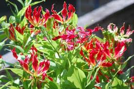 Image result for Gloriosa superba