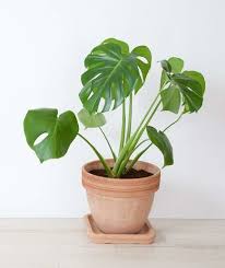 14 Hardy Houseplants That Will Survive The Winter Growing Plants Indoors Cool Plants Tropical House Plants