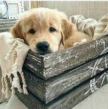 Mar 15, 2019 · the first chocolate english show champion labrador retriever was cookridge tango in 1964. 900 Chocolate Labs Golden Retrievers Ideas Retriever Puppies Cute Dogs