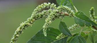 Image result for Amaranthus spinosus