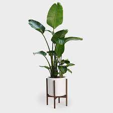 Bird Of Paradise Plant 10 Paradise Plant Plant Decor Indoor Bird Of Paradise Plant