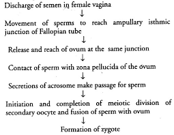 Visit our site to sign up for guidance on next steps. Where Does Fertilisation Occurs In Humans