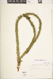 Image result for Huperzia afromontana