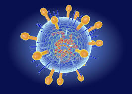 The basic structure of a virus is made up of a genetic information molecule and a protein layer that protects that information molecule. Hendra Virus Structure Digital Illustration Biology Viral Stock Photo 331047446