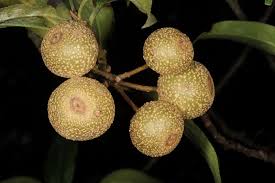 Image result for Pyrus