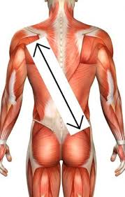 Thoraco Lumbar Fascia Stretch Flexibility Fascia Stretching Fascia Yoga Relief