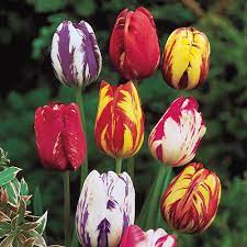 For many people, it's the tulip! Rembrandt Mixed Tulips Michigan Bulb