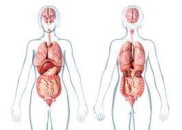 Complete with high resolution texture maps. Female Internal Organs Photograph By Leonello Calvetti Science Photo Library