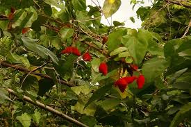 Image result for Cnestis