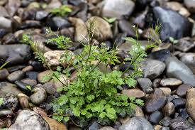 Image result for Cardamine