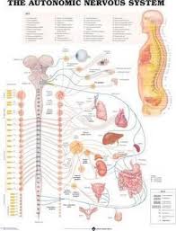 Pdf Ebook The Autonomic Nervous System Anatomical Chart