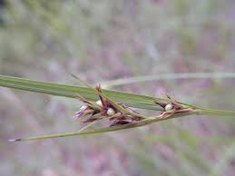 Image result for Scleria induta