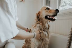 The dog needs a bath, it's after 6 p.m. Can I Use Human Shampoo On My Dog Groomers Blog
