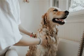 Young dogs need all the help they can get, from getting the right nutrition to. Can I Use Human Shampoo On My Dog Groomers Blog